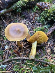 Sárgalemezű pókhálósgomba - Cortinarius croceus