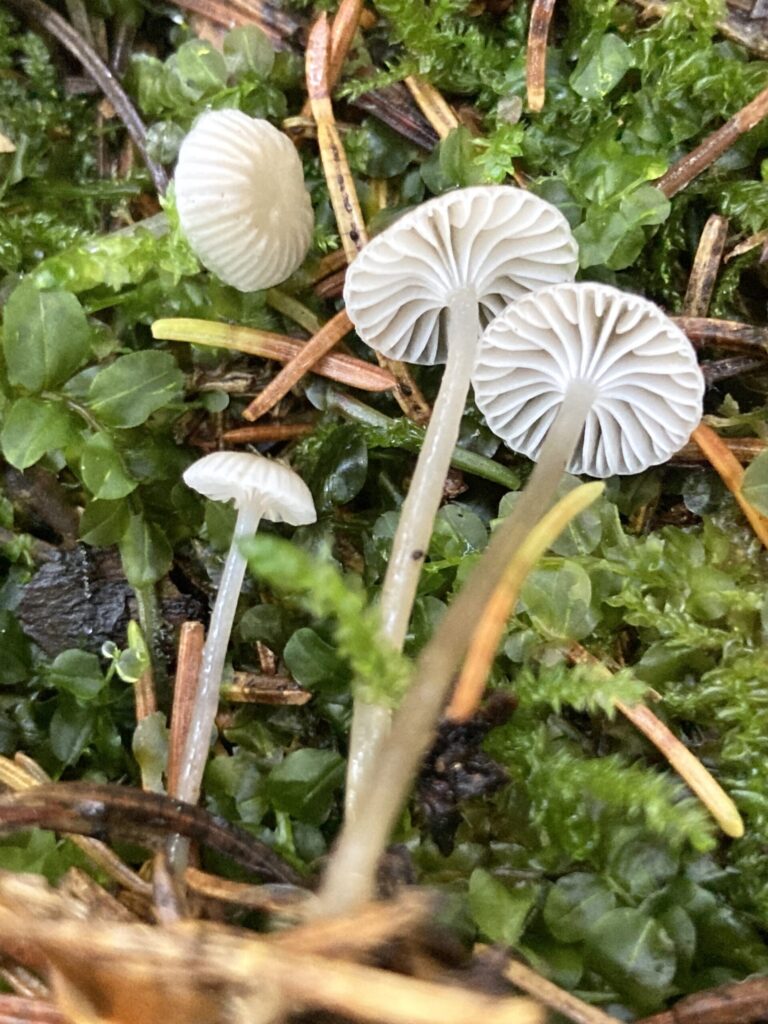 Nyálkás kígyógomba - Mycena vulgaris