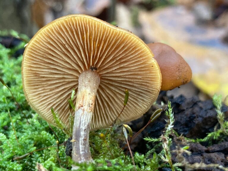 Fenyves sisakgomba - Galerina marginata