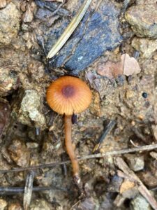 Narancsbarna álcölöpgomba - Rhodophana nitellina