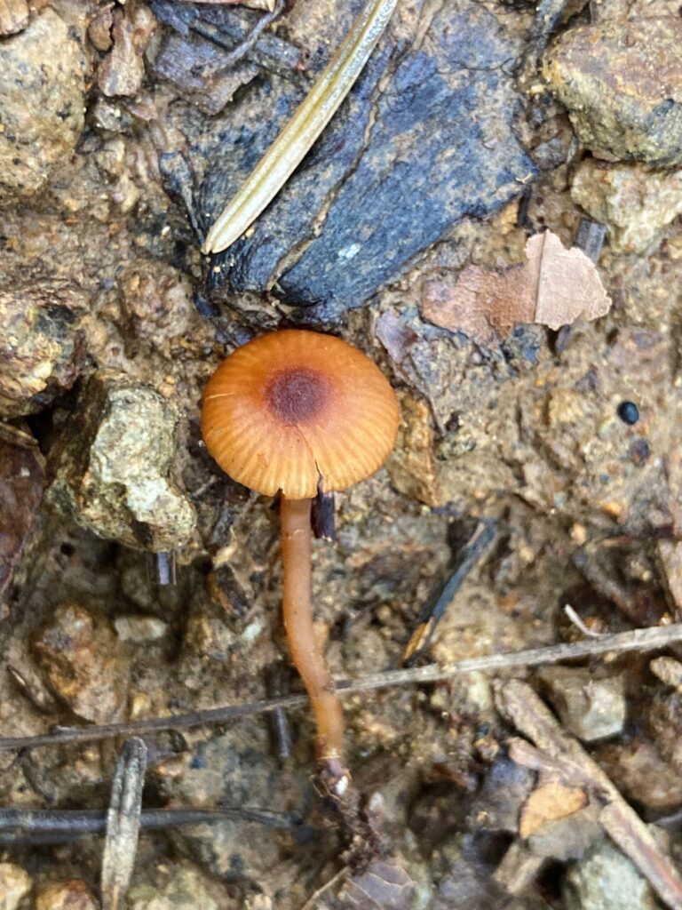 Narancsbarna álcölöpgomba - Rhodophana nitellina