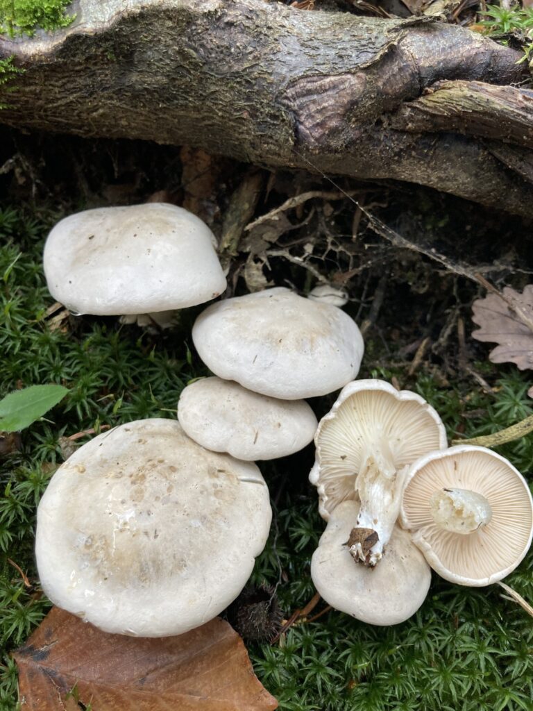 Kajsza lisztgomba - Clitopilus prunulus