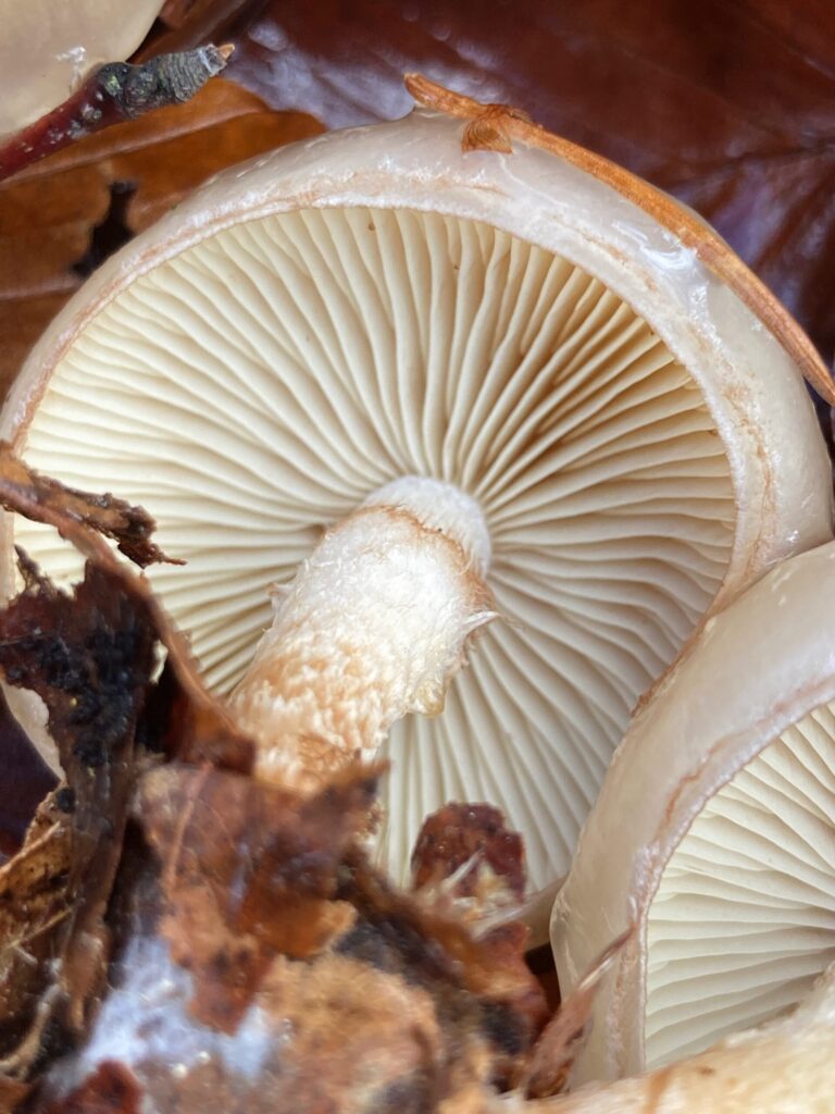 Fakó tőkegomba - Pholiota lenta