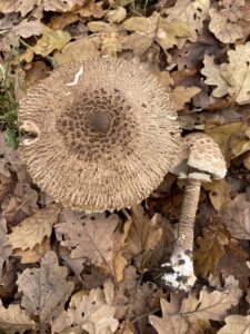 Vörösödő őzlábgomba - Macrolepiota permixta