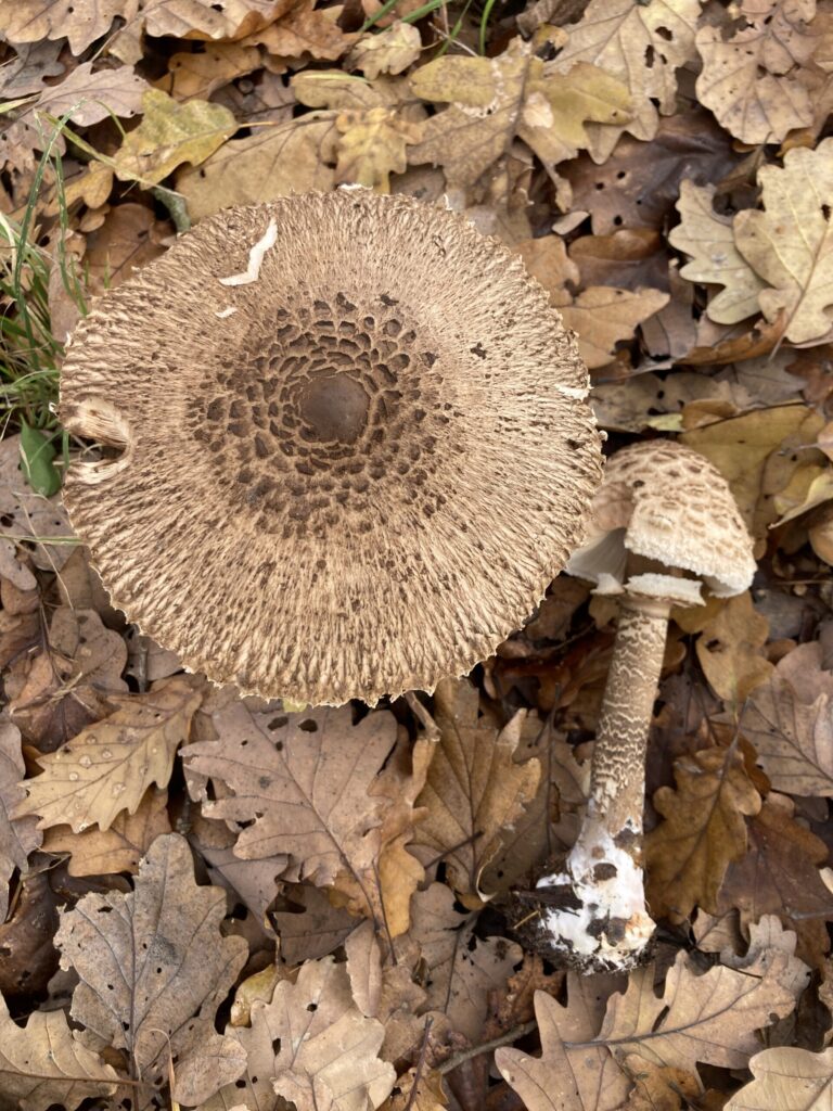 Vörösödő őzlábgomba - Macrolepiota permixta