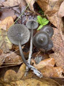 Gyökeres szürkefülőke - Tephrocybe rancida