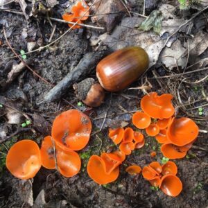 Narancsszínű csészegomba - Aleuria aurantia