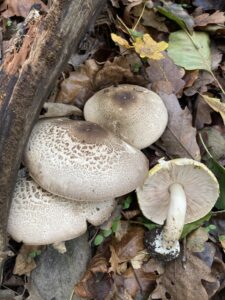 Tintaszagú csiperke - Agaricus moelleri