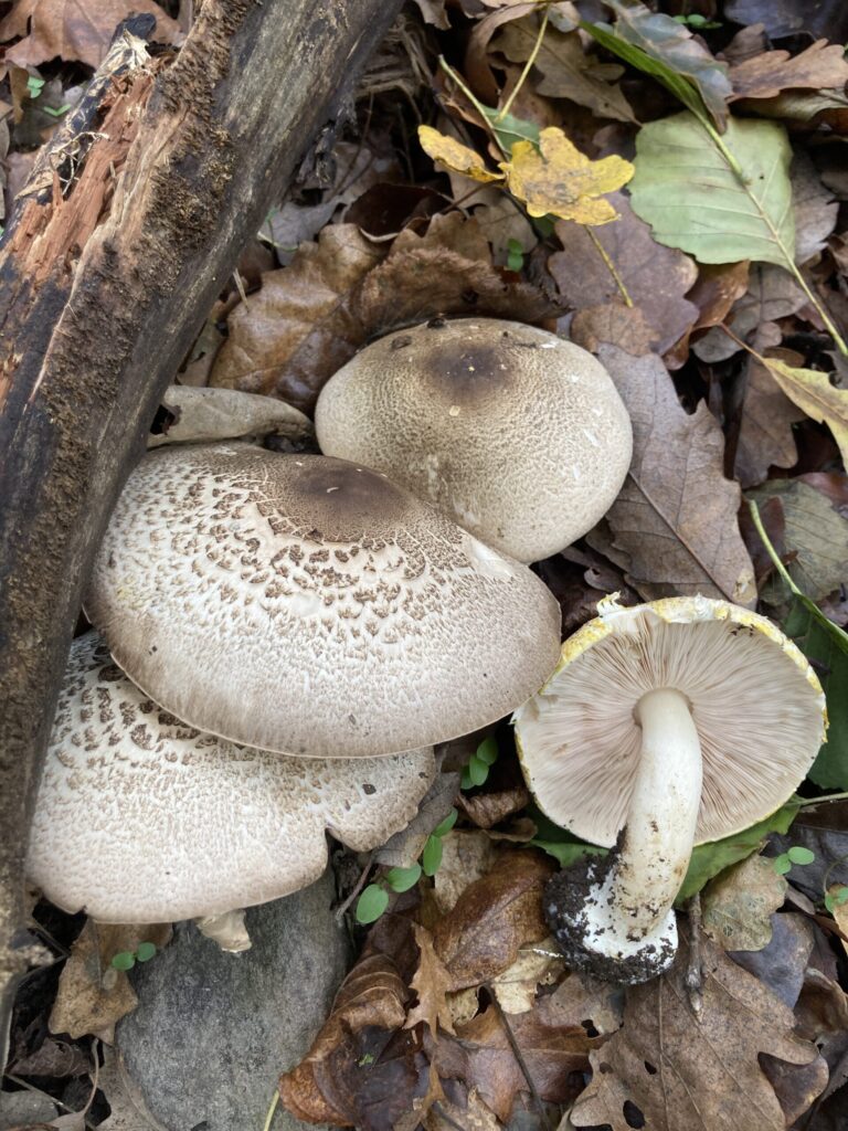 Tintaszagú csiperke - Agaricus moelleri
