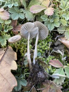Szürkelemezű kígyógomba - Mycena aetites