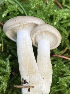 Szagos csigagomba - Hygrophorus agathosmus