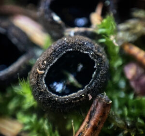 Ülő gyászoscsészegomba - Pseudoplectania nigrella