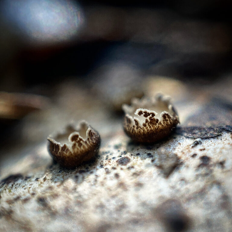 Coccomyces tumidus