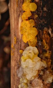 Aranyos rezgőgomba - Tremella mesenterica