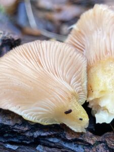 Sárgatönkű áldücskőgomba - Sarcomyxa serotina