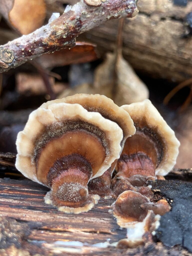 Öves egyrétűtapló - Trametes ochracea