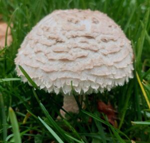 Őzlábgalóca - Amanita vittadinii