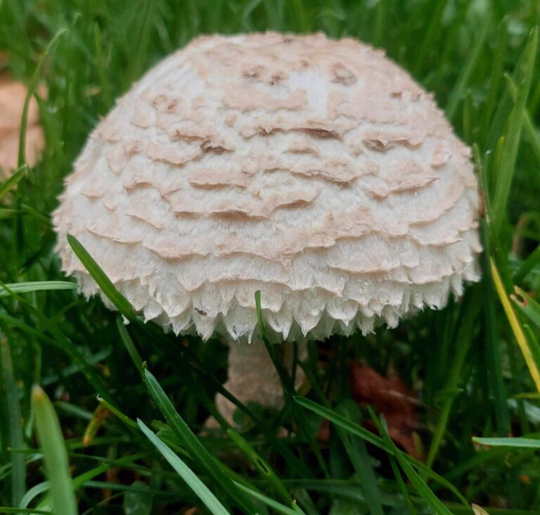 Őzlábgalóca - Amanita vittadinii