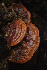 Rézvörös lakkostapló - Ganoderma cupreolaccatum