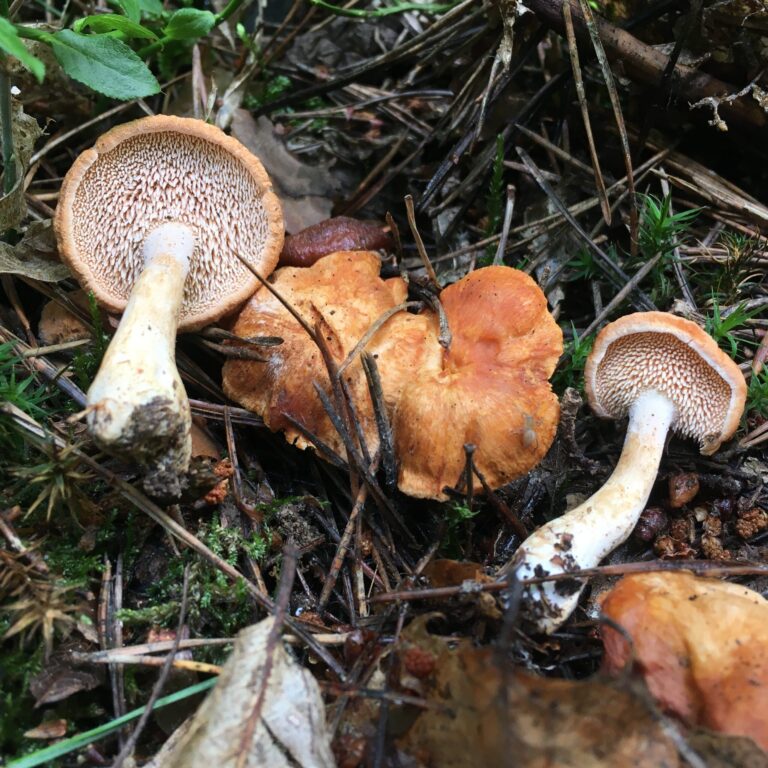 Sárgásvörös gereben - Hydnum rufescens