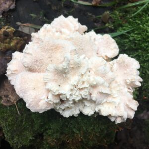 Tüskés sörénygomba - Hericium cirrhatum