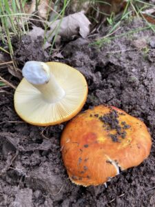 Aranyos galambgomba - Russula aurea