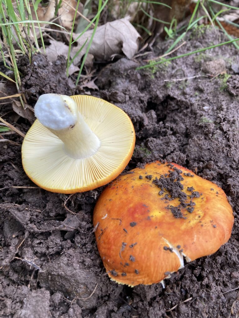 Aranyos galambgomba - Russula aurea