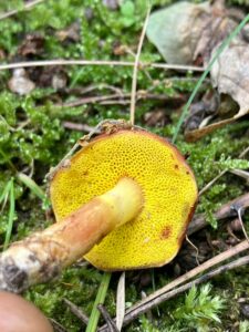 Aranybélésű tinóru - Aureoboletus gentilis