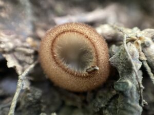 Fehér sörtéscsészegomba - Humaria hemisphaerica