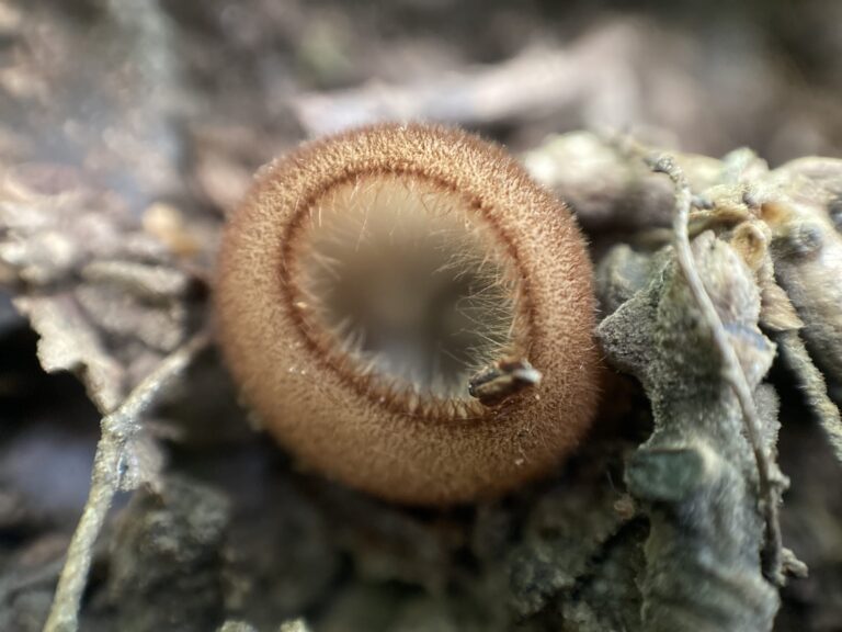 Fehér sörtéscsészegomba - Humaria hemisphaerica