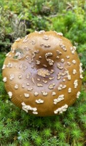 Barna galóca - Amanita regalis