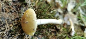 Fésűsperemű galóca - Amanita eliae