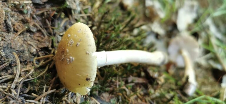 Fésűsperemű galóca - Amanita eliae