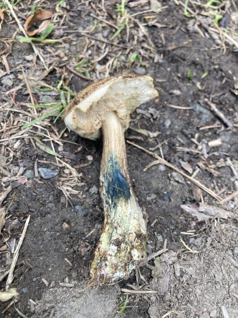 Tarkahúsú érdestinóru - Leccinum variicolor