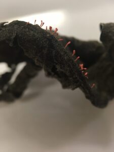 Rózsaszínű fonalgomba - Typhula micans