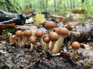 Barna porhanyósgomba - Psathyrella piluliformis