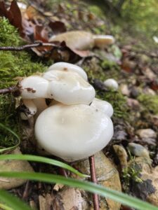 Elefántcsont-csigagomba - Hygrophorus eburneus