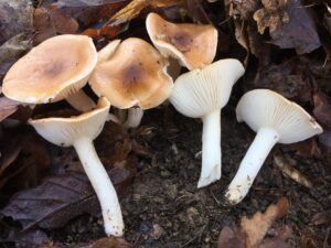 Késői csigagomba - Hygrophorus arbustivus