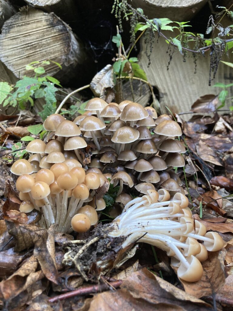 Csoportos porhanyósgomba - Britzelmayria multipedata