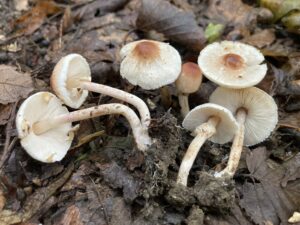Büdös őzlábgomba - Lepiota cristata