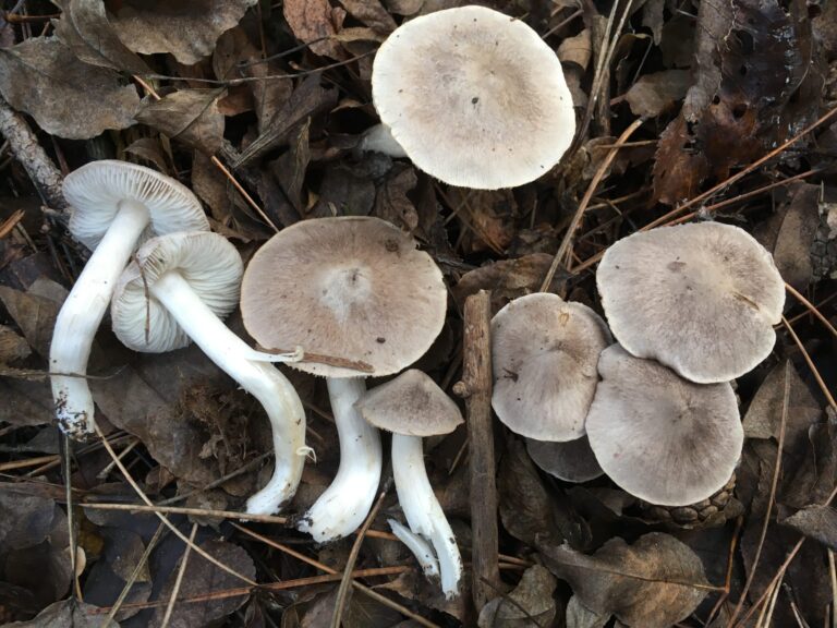 Fenyő-pereszke - Tricholoma terreum