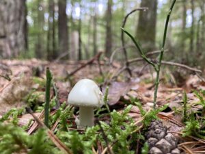 Citromgalóca - Amanita citrina