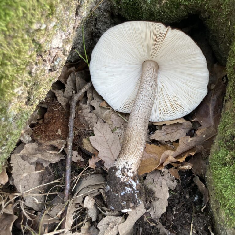 Barna csengettyűgomba - Pluteus cervinus