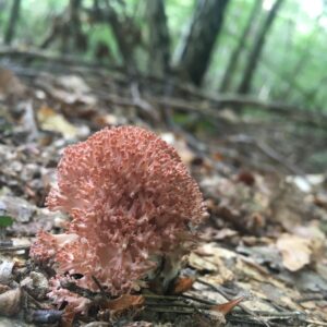 Rózsáságú korallgomba - Ramaria botrytis
