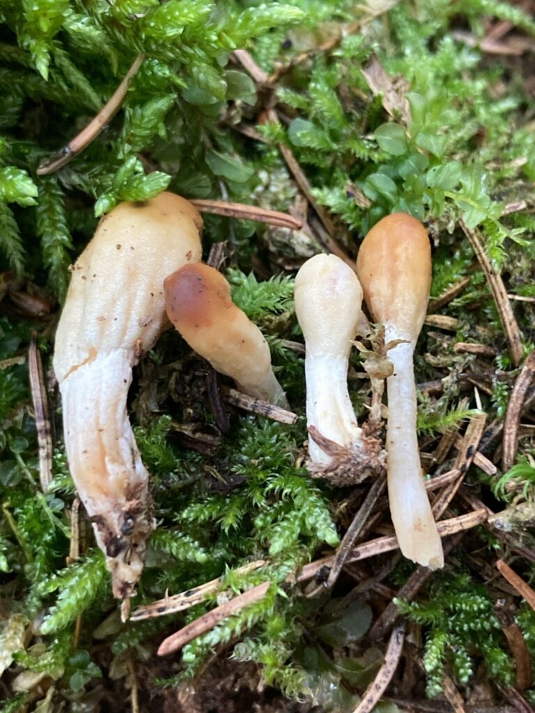 Trichoderma leucopus