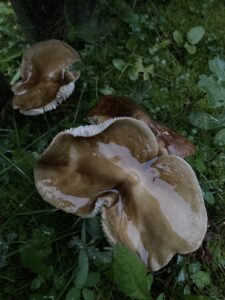 Nyálkás gyökeresfülőke - Hymenopellis radicata
