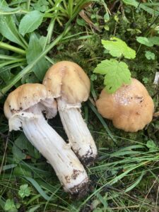 Gyűrűs ráncosgomba - Cortinarius caperatus