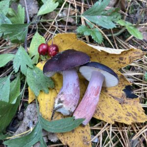 Fenyő galambgomba - Russula torulosa