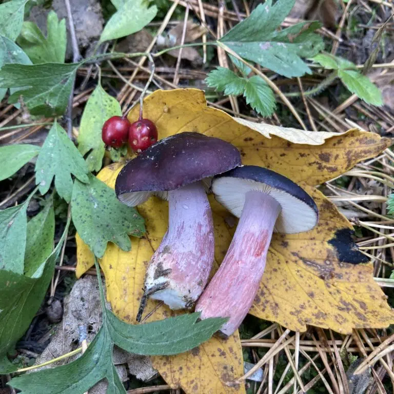 Fenyő galambgomba - Russula torulosa
