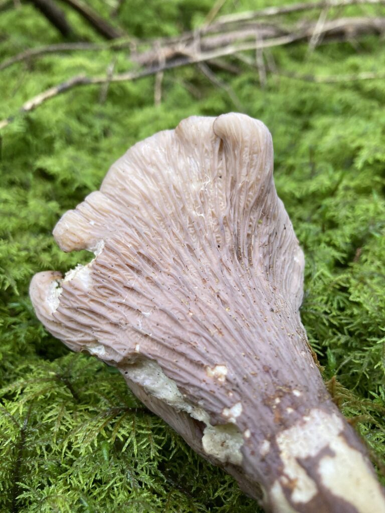 Disznófülgomba - Gomphus clavatus